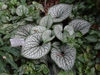 'Jack Frost' Leaves