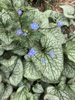 Brunnera macrophylla