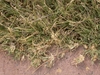 shoots with stolons and short grassy foliage.