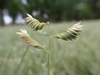 spikelets held above foliage.