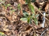Buddlea lindleyana