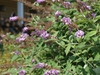 Buddleia davidii 'Nanho Purple'