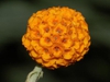 Buddleja globosa