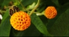 Buddleja globosa flower