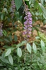 Buddleja lindleyana
