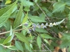 Buddleja lindleyana