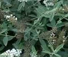 'Ice Chip' leaves