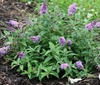 'Lilac Chip' form