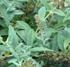 'Lilac Chip' leaves