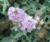 'Lilac Chip' panicle