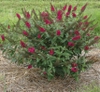 'Miss Molly'  bush
