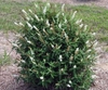'Miss Pearl' bush