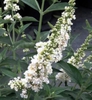 'Miss Pearl' blossom