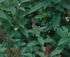 'Miss Ruby' leaves