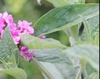 'Pink Micro Chip' leaves