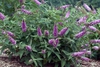 'Pink Micro Chip' bush