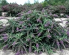 'Purple Haze' form