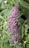 'Purple Haze' panicle