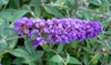 panicle