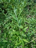 Buddleja alternifolia leaves