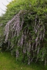 Buddleja alternifolia (fountain butterfly bush)