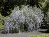 Buddleja alternifolia form