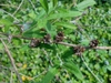 Buddleja alternifolia