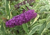 leaves and flowers