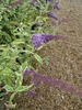 leaves, stems, and more flowers