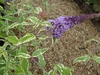 leaves, stems, and flowers