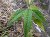 Leaves with crenate margins.