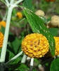 leaves, stems and flower
