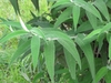 Leaf detail