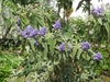 Fub in flowerorm of shr