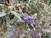 Leafy shoot bearing small lavender flowers at its tip.
