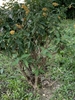 Form of shrub 'Golden Glow'