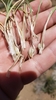 Bulbs and sprout in June in Lassen County, California