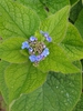 Flower buds