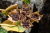 Fruit