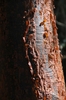 Papery, peeling red bark.