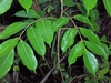 Two pinnately compound leaves with glossy leaflets.