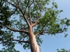 Tree with reddish bark against the sky.