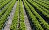 Buxus 'Green Gem'