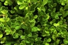 Green Mountain
