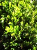 Buxus Microphylla 'Japonica'