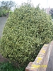 Buxus Sempervirens