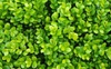 Buxus 'Green Gem'