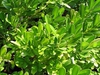 Leaves