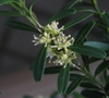 Buxus harlandii