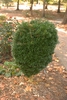 Buxus harlandii